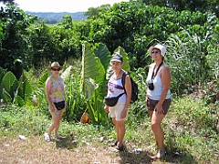 CairnsTC364 Daintree
